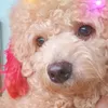 Ú Idol
