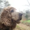 boho4044