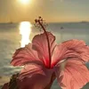 lilly.suendermann