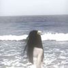 lateen217