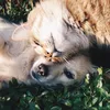 Incredible Animals