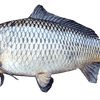 seeto_fish