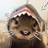sharks548