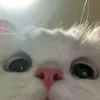 anna.nguyn196