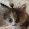 calico_edlts