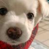 petsupplies_