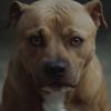 @dogpitbull