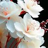 dilek6164