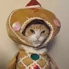 rhodarhodango