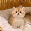 khuiibox