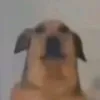 goovnoo13