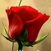 user6525371911502