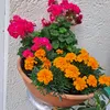 safia.vogt