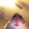 pelmenpelmen8