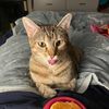 kittybabytoots