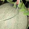 delishacelina