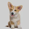 doguinho.selvagem