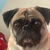 pug__golda