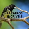 passaros.incriveisyt