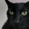 calinho12_