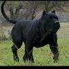 santana.de.la.cru6