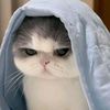 puma_spishi