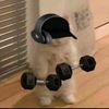 kayis_catar_akmil