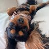 i_am_truffle