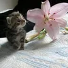 meowchoys