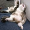 tried_cat