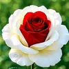 user9007470367273