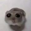 poikanenoncc