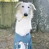 samiclasico