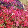 fgh55_gg