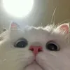 im_l4uty_