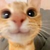 jhaness_1
