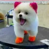 kim.thanh539
