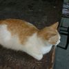 diki.prtam