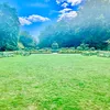 jay_coyte