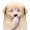 linoluhan_