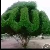 ayna7790