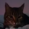 levyathan9000