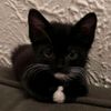 pandita_618