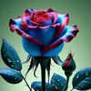 .salman6687