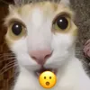 rojan_louis