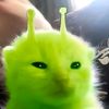avo_cadomi