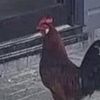 mateitalo.palanit