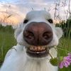 telegram.theing