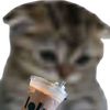 catscanfly31