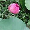 hngnhung6742